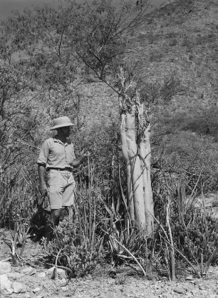 Karl Wien : Der Geograph Karl Wien (1906-1937) neben einem jungen, juvenilen Affenbrotbaum