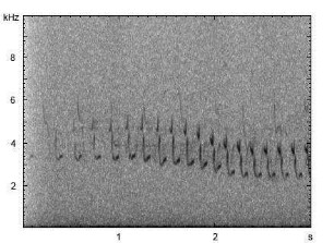 Heidelerche | Lullula arborea - Gesang