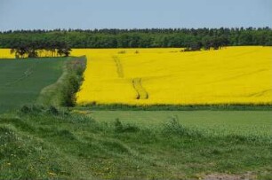 Rapsfeld bei Thale : Blühendes Rapsfeld im Vorharzgebiet. Aufgenommen im Mai 2008