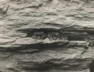 Mopsfledermaus (Barbastella barbastellus Schreb.). Vier Tiere in einer Felsspalte in Winterruhe