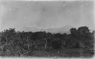 Landschaft und Kilimandscharo : Blick über die Baumwipfel auf den Kilimandscharo
