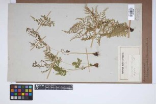 Anogramma chaerophylla (Desv.) Link