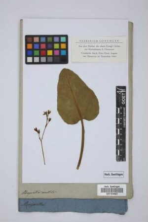 Menyanthes exaltata