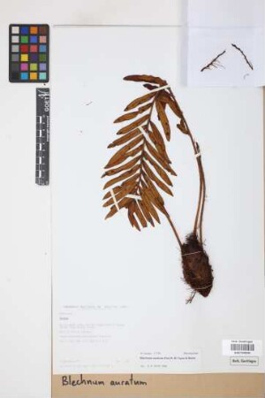 Blechnum auratum (Fée) R.M.Tryon & Stolze
