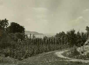 Weingarten am Bodensee : Bodensee, Weinanbau. Blick von der Insel Reichenau auf den Ausfluß des Rheins aus dem Bodensee