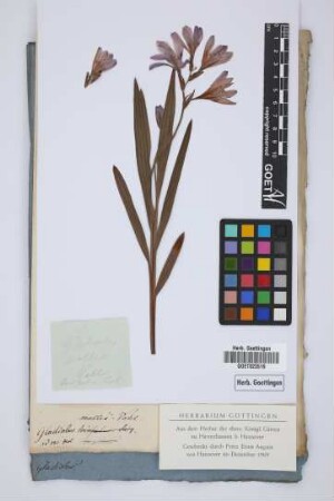 Gladiolus mollis Vahl