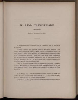 IV. Tænia Transversaria