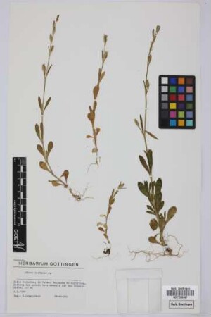 Silene nocturna nocturna L.