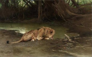 Löwe an der Tränke