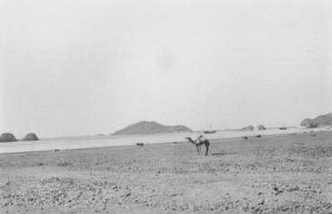 Panorama von Aden mit Dromedar : Bucht mit Dromedaren und Schiffen