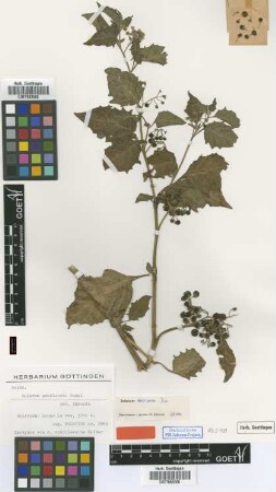 Solanum coerulescens Bitter [isotype]