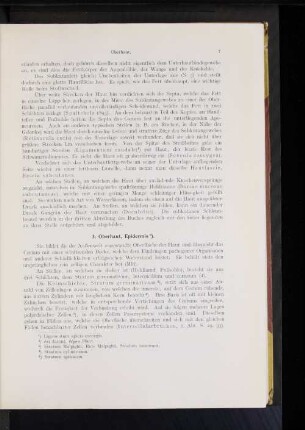 3. Oberhaut, Epidermis.
