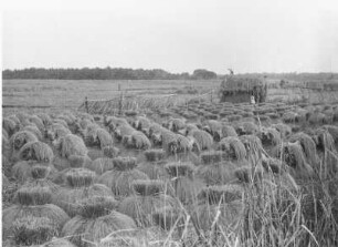 Ernte des Reisfeldes : Landschaft mit einen Reisfeld