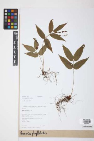 Anemia phyllitidis (L.) Sw.