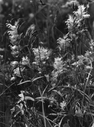 Läusekraut (Pedicularis), Familie der Sommerwurzgewächse (Orobanchaceae) oder Wachtelweizen (Melampyrum), Familie der Sommerwurzgewächse (Orobanchaceae).