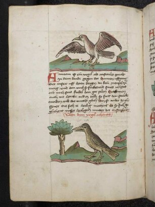 Vogel: Amram, Vogel: Achantis; (Teil III B: Von den Vögeln)