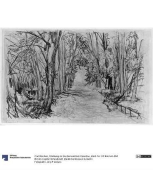 Waldweg im Buchenwald bei Spandau