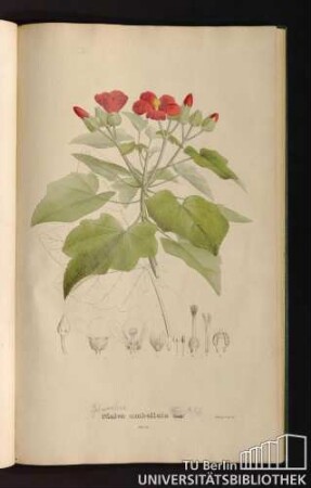 Tab. 58. Malva umbellata Car.