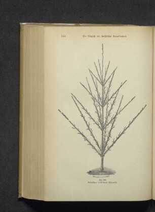 Fig. 293. Gebundene (palissierte) Pyramide.