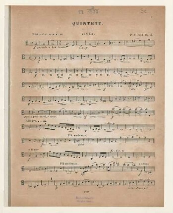 Viola.