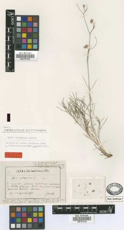 Seseli filifolium Janka [isotype]