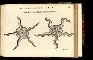 Stella Solis potius effigiem referens, non edulis