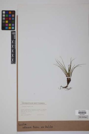 Isoetes velata adspersa (A. Br.) Batt. & Trabut