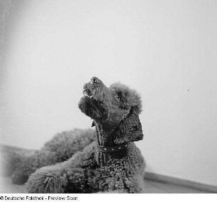 Porträt Axel, Hund von Prof. Gustav Fritzsche