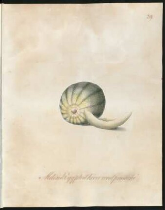 Melon d'Egypte d'hiver rond panaché