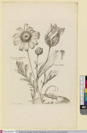 Doronicum Americanum Latiniato folio B.; Tulipa Variegata
