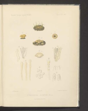 Pyronema Dubium