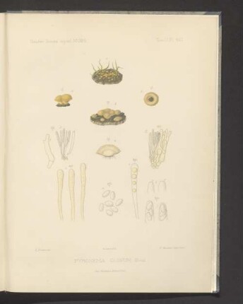 Pyronema Dubium