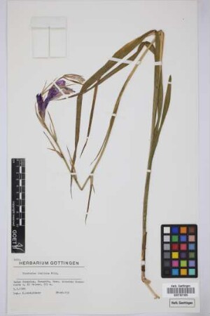Gladiolus italicus Mill.