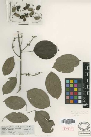Abuta grisebachii Triana & Planch. [isotype]
