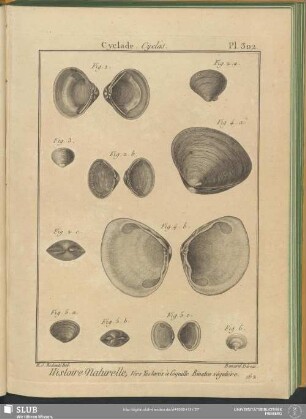 Pl. 302. Cyclade. Cyclas