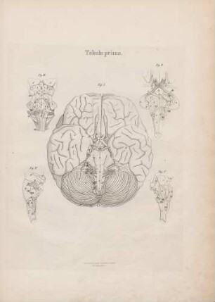 Origines nervorum cerebrum (Lineartafel)