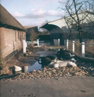 Sturmflut Hamburg 1962. Tote Kühe