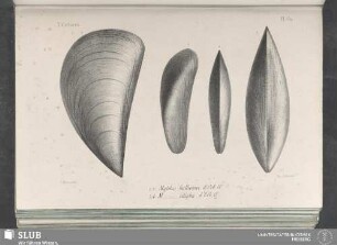 Pl. 339