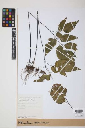 Adiantum peruvianum