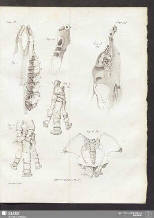 Rhinocéros Pl. V