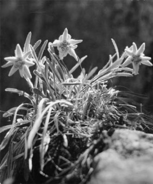 Alpen-Edelweiß (Leontopodium nivale subsp. alpinum Basionym Leontopodium alpinum), Pflanzenart aus der Familie der Korbblütler (Asteraceae)