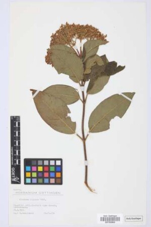 Viburnum rigidum Vent.
