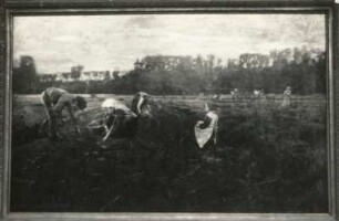 Die Kartoffelernte