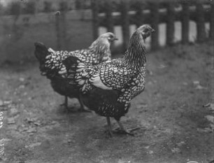 Hühner : Zwei Haushühner (Gallus gallus domesticus Gmelin) der Rasse Wyandotte.