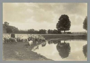 Schäfer und Schafherde am Teich in Auenhain