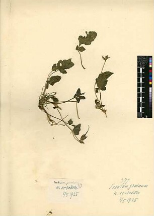 Geraniaceae Erodium gruinum Willdenow, Karl Ludwig (1765 - 1812) [Wadi er-rababe, wadi er-rababi (vlt. Lesefehler)]