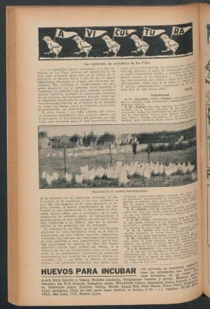 Avicultura : La exposición de avicultura de La Plata