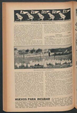 Avicultura : La exposición de avicultura de La Plata