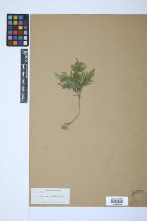 Selaginella substipitata Spring
