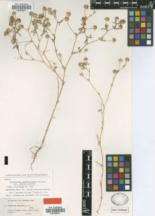 Trifolium tmoleum Boiss. ex Boiss. [syntype]